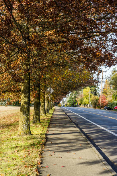 istock Seatac Streetside Autumn Trees 9 1448526373