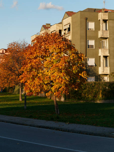 istock Horse chestnut tree in autumn 1448526820