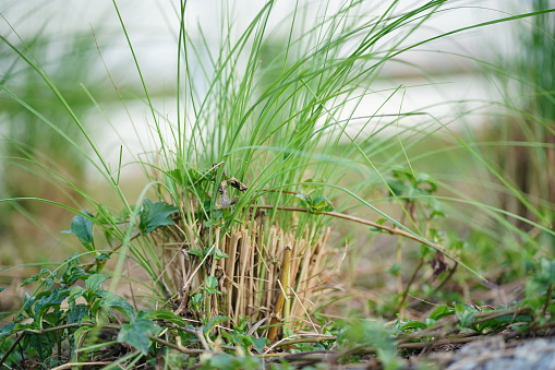 Green vetiver grass in garden
