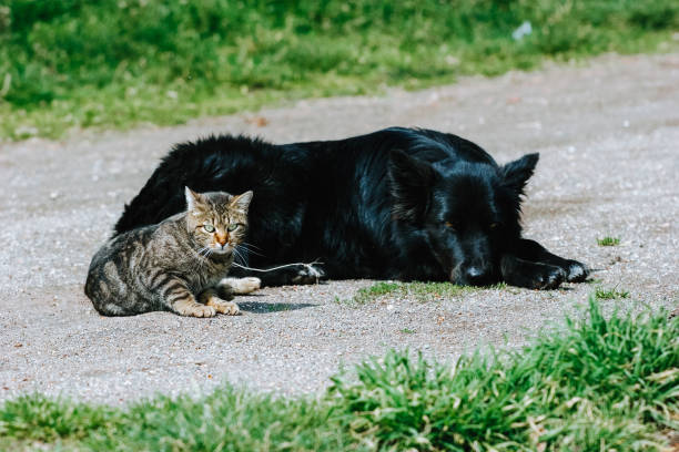 istock The paradox: dog and cat friendship 1448528146