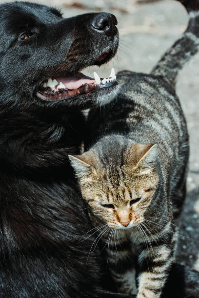 istock The paradox: dog and cat friendship 1448528279