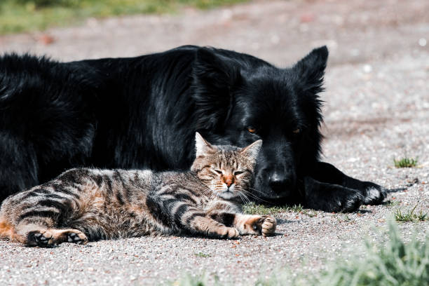 istock The paradox: dog and cat friendship 1448528459