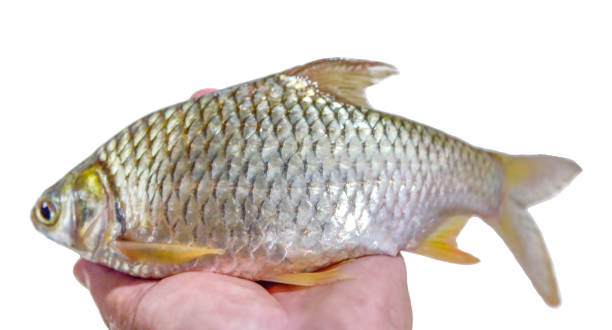 istock Barbonymus gonionotus on white background 1448528504