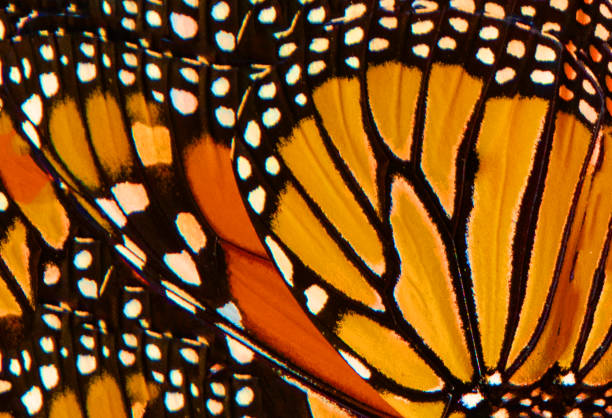 Butterfly Wing -Orange flower-Howard County Indiana stock photo