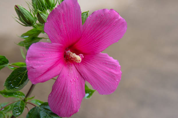 Flower-Beautiful large Hibiscus-Howard County, Indiana