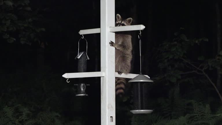 Young Cute Curious Racoon climbing on Post to Eat in the Bird Feeder at Night