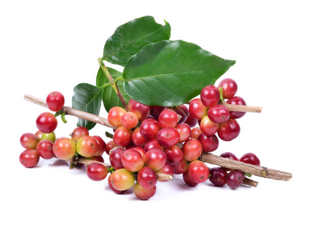 istock fresh coffee beans on white background 1448529750