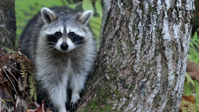 Young Cute Curious Racoon In The Forest