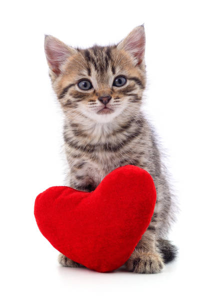 Cat and red heart isolated on a white background.