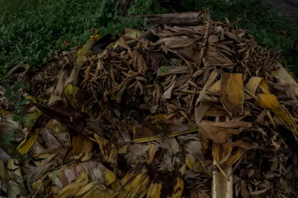 Photo of Dried banana leaves collected