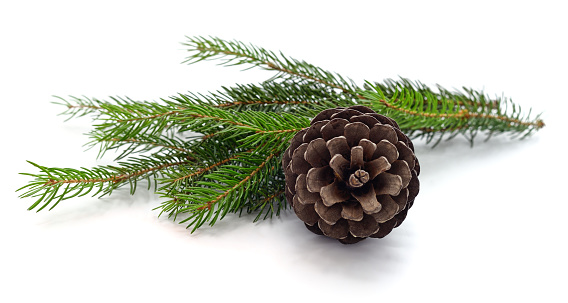 A light dusting of snow on a Christmas tree branch