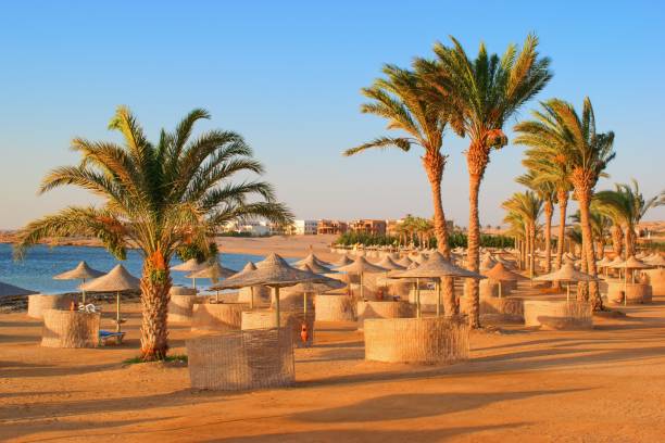istock Idylic beach with palms and sun umbrelas, Red Sea, Egypt 1448531852