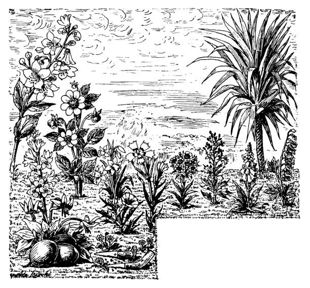 иллюстрация античной гравюры: растительный фон - antique old fashioned daffodil single flower stock illustrations