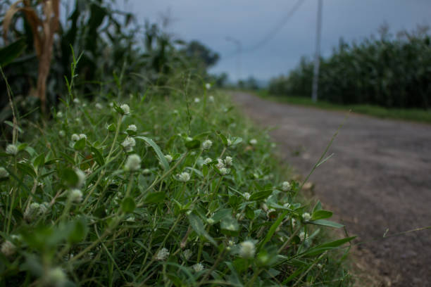 The small grass on the roadside of this plant is fertile because of the rainy season weather