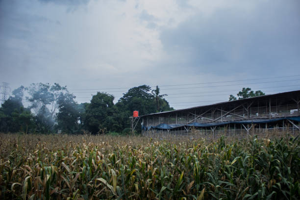 istock Chicken farm in the middle of rice fields 1448532881