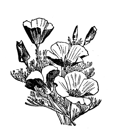 Antique engraving illustration: Eschscholtzia Californica
