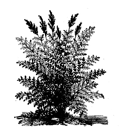 Antique engraving illustration: Osmunda regalis, Royal fern