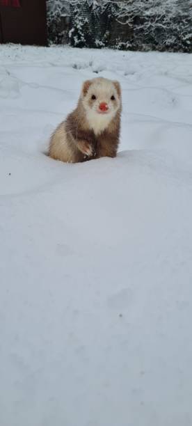 Snow ferrets stock photo