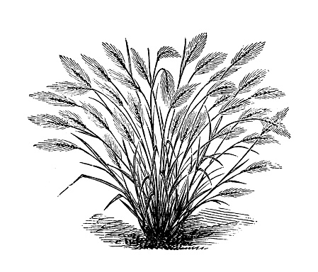 Antique engraving illustration: Crested Barley grass, Hordeum Jubatum