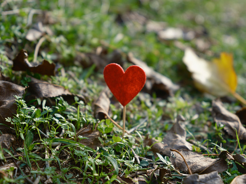 decorative red heart on the grass