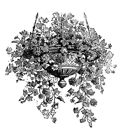 Antique engraving illustration: Ivy leaved geranium