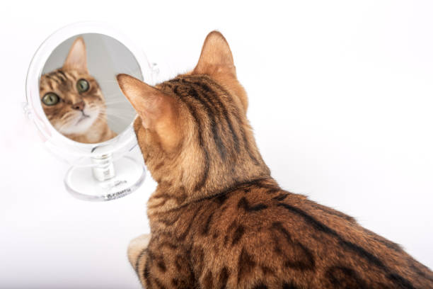istock Domestic cat with a mirror on a white background. 1448534851