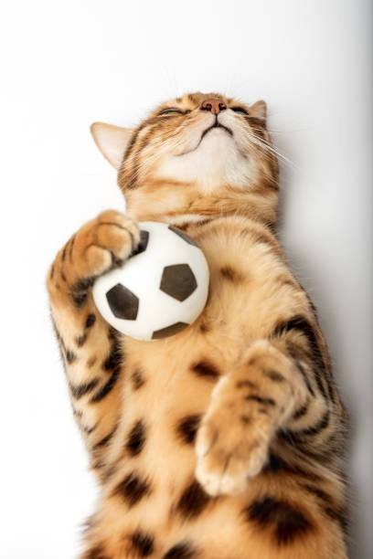 istock Red Bengal cat holding a soccer ball in its paws 1448535506