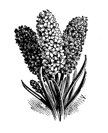 Antique engraving illustration: Hyacinth