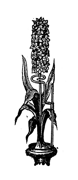 Antique engraving illustration: Support for Hyacinth