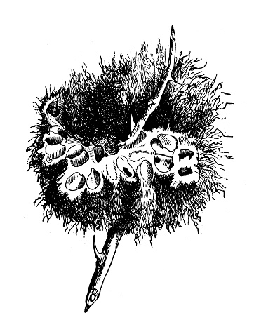 Antique engraving illustration: rose bedeguar gall, Diplolepis rosae