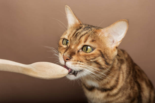 The owner feeds a cute cat from a wooden spoon. The pet is isolated on a brown background.