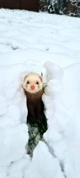 Snow ferret stock photo