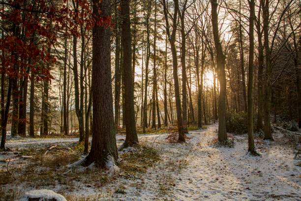 istock Snowy Sunset Over Woodlands. 1448536359