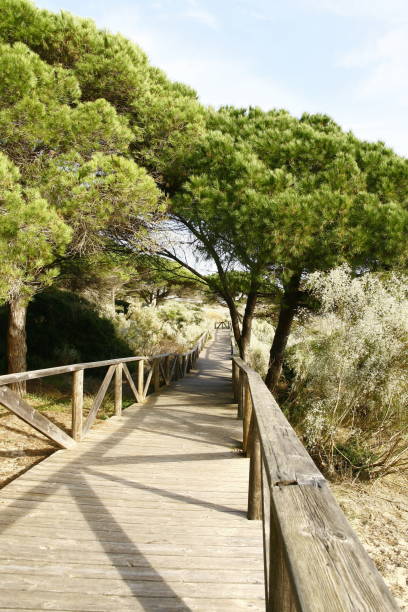 istock A path on stilts on the Bolonia beach in Spain 1448537875