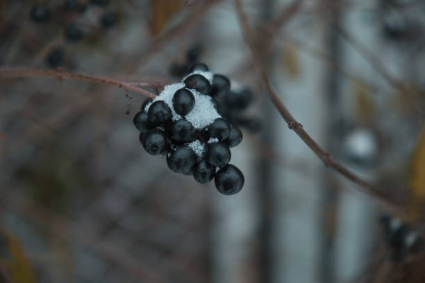 istock Black berries under snow in winter Natural background 1448538066