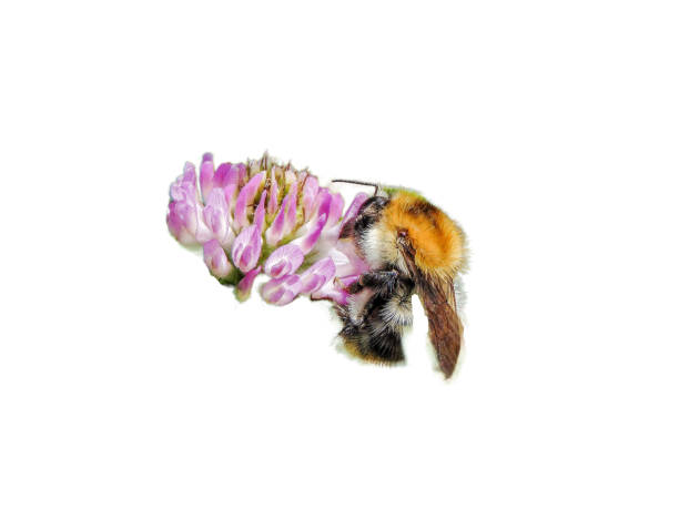 istock bumblebee on a flower in the spring 1448538495