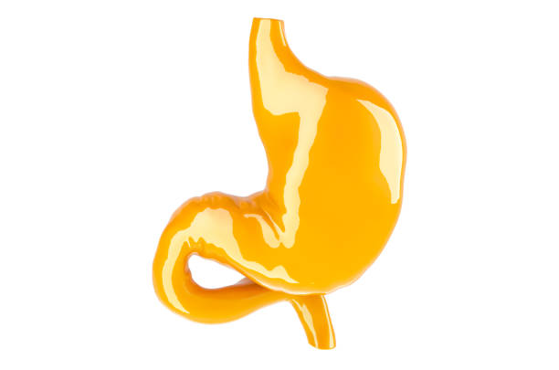 istock Human stomach, glossy yellow color. 3D rendering 1448539370