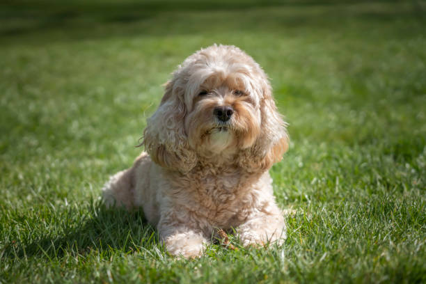 istock Seven year old Cavapoo laying on the grass looking at the camera 1448539563