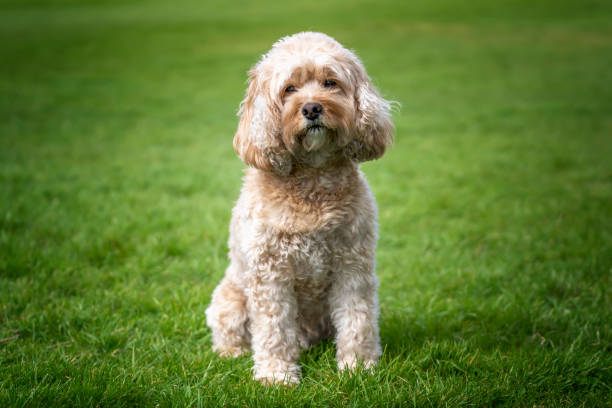 istock Seven year old Cavapoo sat in the park looking at the camera 1448540318