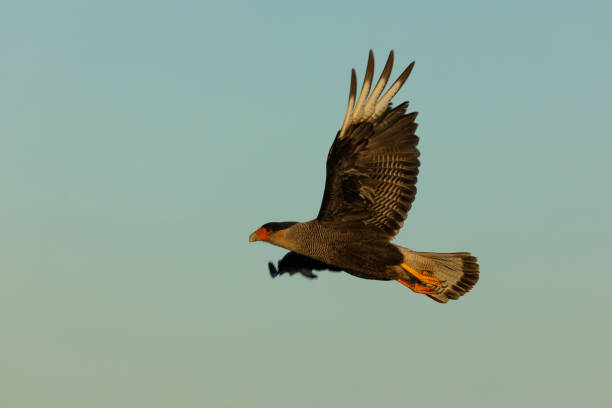 A Crested Caracara, Caracara plancus, in flight in evening light. Bleaker Island, Falklands.