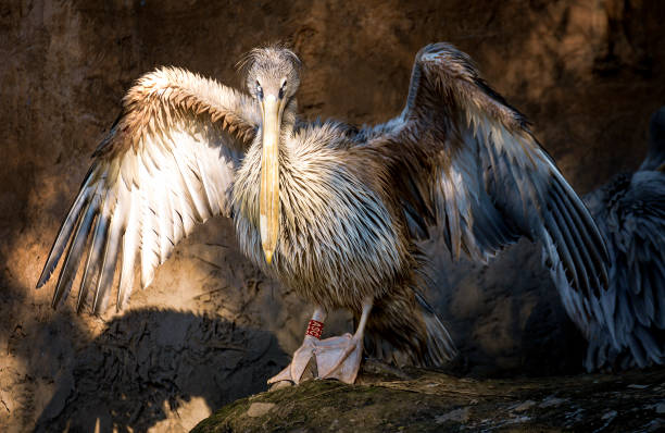Wet Pelican stretching its wings after bathing