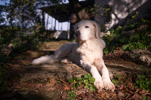 Beautiful mature female Kuvasz dog sitting in the sun, in the garden