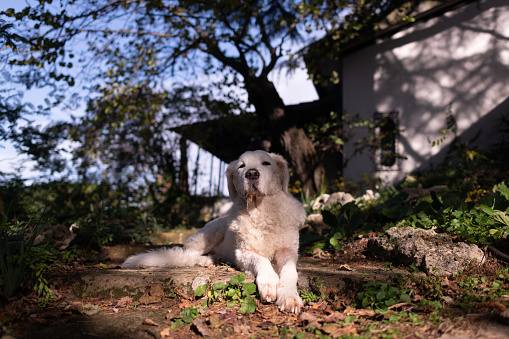 Beautiful mature female Kuvasz dog sitting in the sun, in the garden