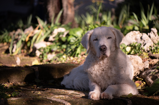 Beautiful mature female Kuvasz dog sitting in the sun, in the garden