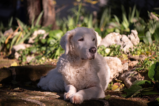 Beautiful mature female Kuvasz dog sitting in the sun, in the garden