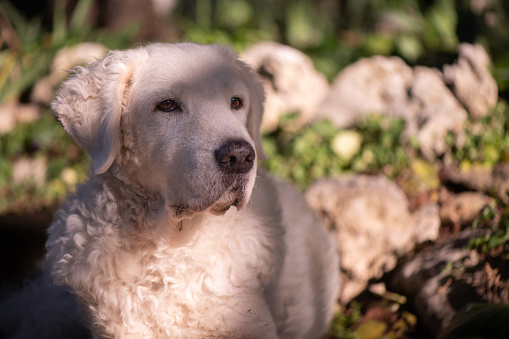 Beautiful mature female Kuvasz dog sitting in the sun, in the garden