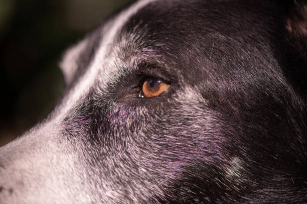 Old dog