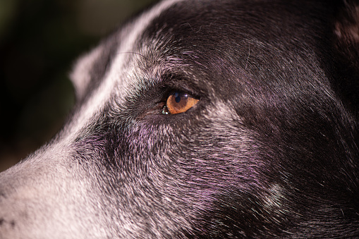 Close-up Portrait of a mature Black and white dog sitting in the sun