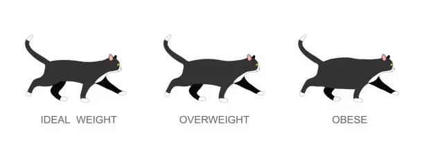 Vector illustration of Cat with ideal weight, overweight and obese. Kitten with normal and fat body condition. Domestic animals obesity process infographic