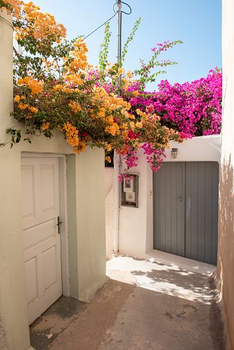 A quiet narrow street in Emporeio village, Santorini, Greece. Bougainvillea flowers in bloom